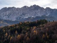 Wilder Kaiser über Herbstwald mit Berglärchen